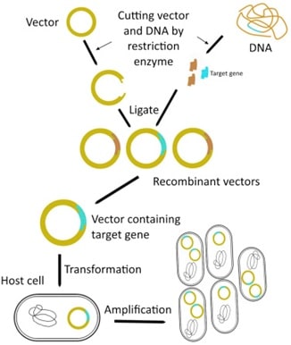 recombinant vectors