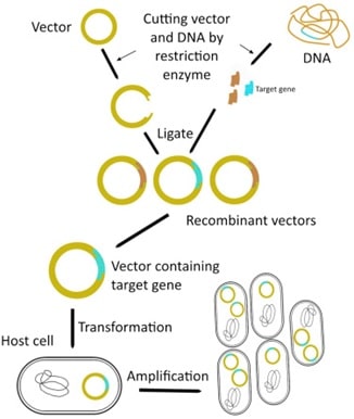 recombinant vectors