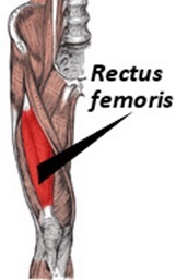 Rectus femoris
