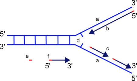 replication fork