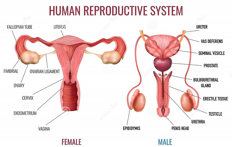 Reproductive system