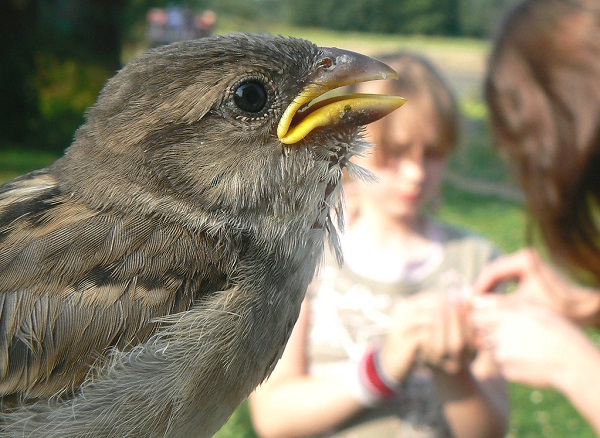 Research on birds