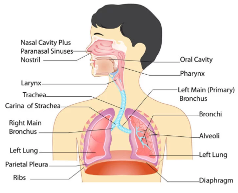 Respiratory system