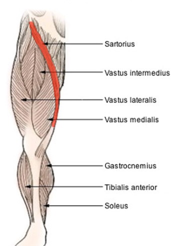 Sartorius and quadriceps muscles