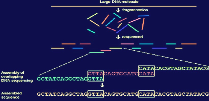 sequencing-of-genomes at assignmenthelp.net sequencing-of-genomes help code