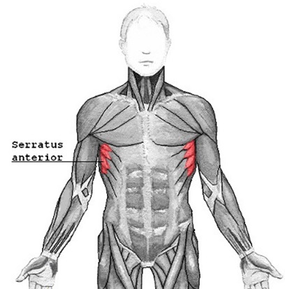 Serratus anterior