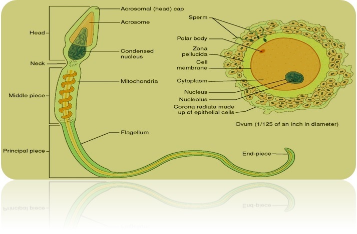 sperm structure