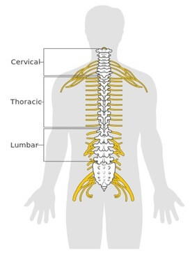 Spinal cord