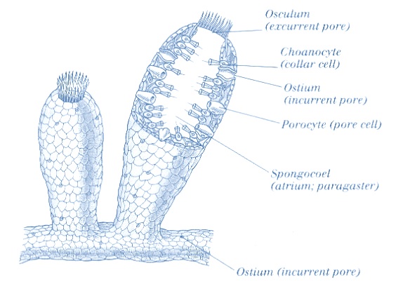 Structural organization in sycon