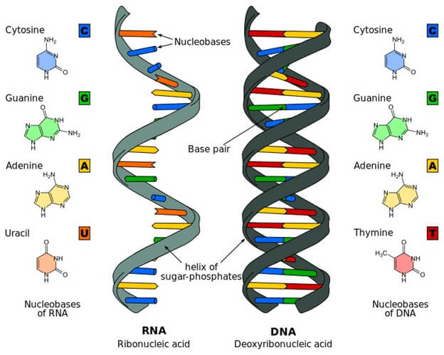 structure of DNA RNA