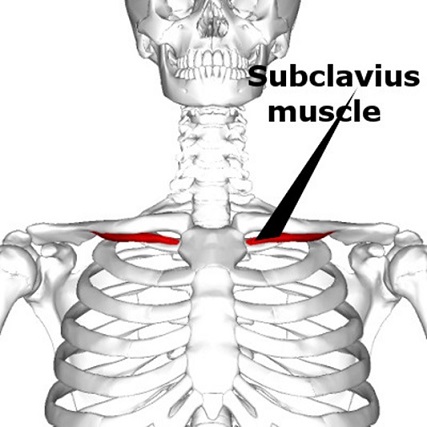 subclavicus muscle