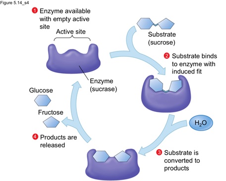 Substrate strain theory