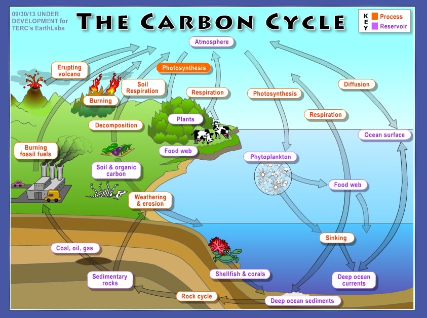 the carbon cycle