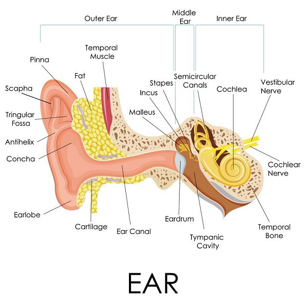 The ear