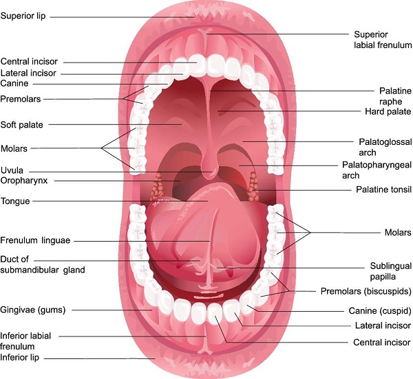 The mouth