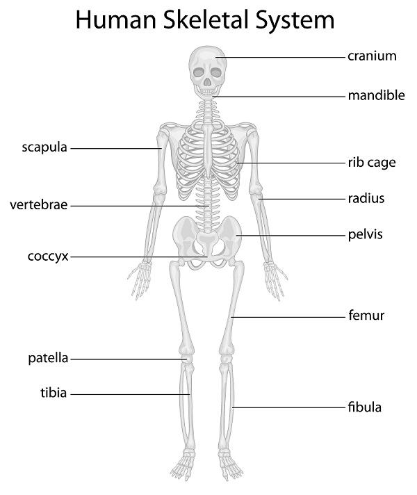 The skeletal system