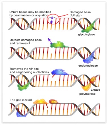 Types of DNA repair