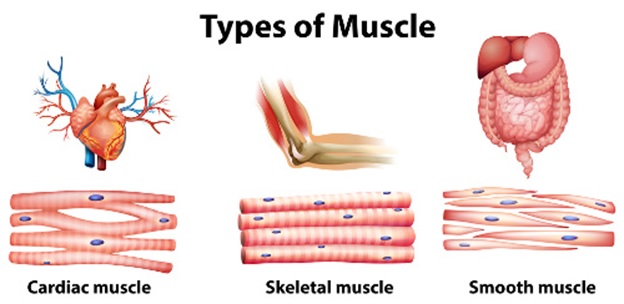 Types of Muscle