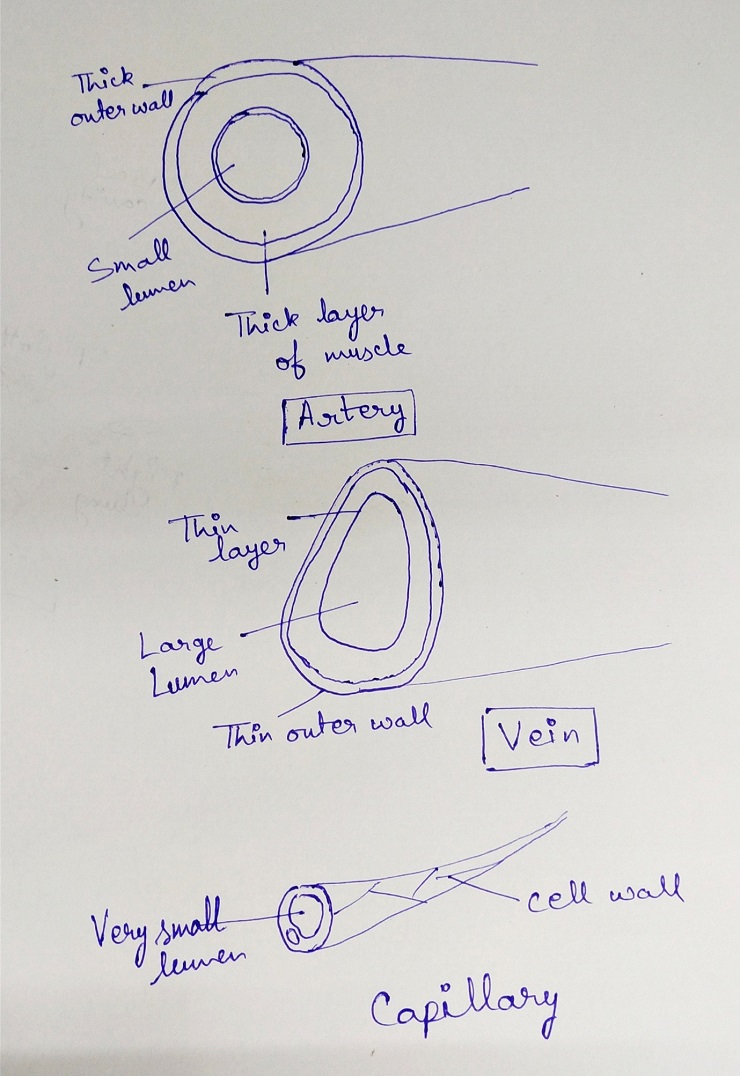 vein, artery and capillary