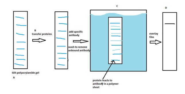 Western blotting